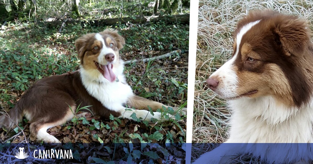 _canirvana's tweet photo. 📘 Consultation Safran - 🤓🐶😍

Si en photo 📷, Safran, jeune berger australien de 8 mois, semble calme et posé, il n'en est pas moins dynamique et vif de caractère.

#chien #bergeraustralien #chiot #dog #educationcanine #canin #comportementaliste #animaux #francheComte #Doubs https://t.co/1sIYvuJHS3