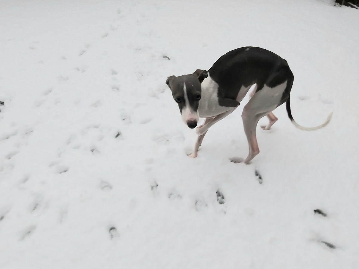 RoadSafetyKaren's tweet image. Well little #PrincessPoppy is not dressed or prepared for this snow! 🥶🌨️❄️ Dress warm &amp;amp; visible if you are walking or taking transit today. Make sure your car is #winterready &amp;amp; keep a full tank of gas &amp;amp; some emergency supplies/snacks handy. #shiftintowinter @icbc @SurreyRCMP