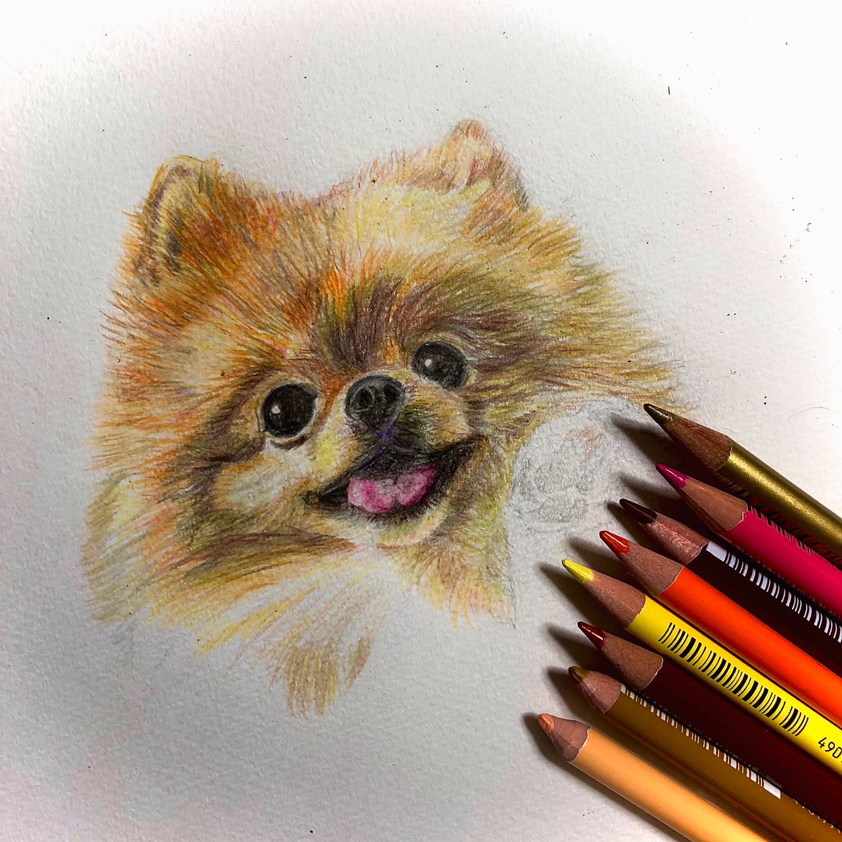 さー Pa Twitter ポメちゃん描いてます 描きながら癒される可愛さよ 絵描きさんと繫がりたい ペット 動物 犬 色鉛筆 色鉛筆画 イラスト好きと繋がりたい 可愛い アート Dog Pet Cute Art