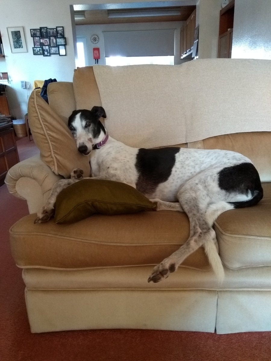 juspeepin's tweet photo. @amandlitherland Haha! We are currently without but here's a pic of our most recent. 💔 I still volunteer for Forever Hounds Trust and we will have another. https://t.co/rmReQ9Csv3