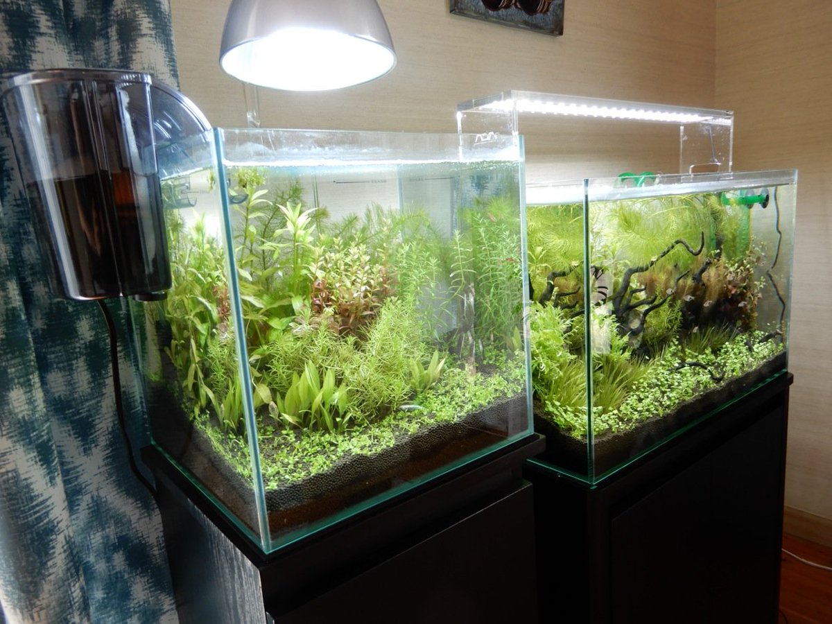 Aqua plus+ tweet media