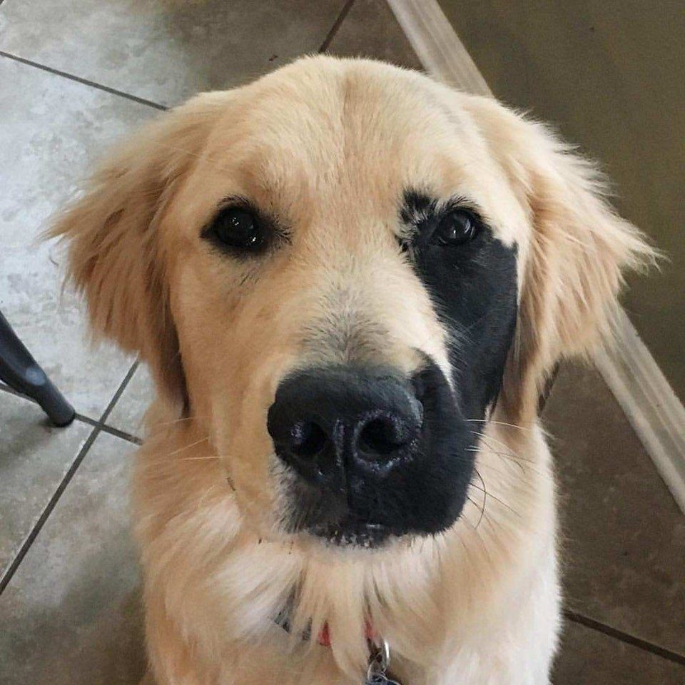 BuckheadPetPals's tweet photo. Much love for all the split face animals out there 😍 https://t.co/DV1N2j6wPp