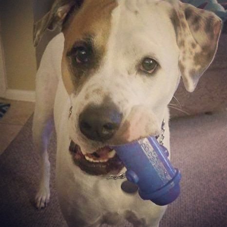 1LegUpPets's tweet photo. Meet Dunkin! He lives in Florida and is really enjoying his Hydrant Toy! Get yours today!

https://t.co/jTWXHc5rzV

#dogtoys #madeinusa #madeinamerica https://t.co/70Nwm0XdNe