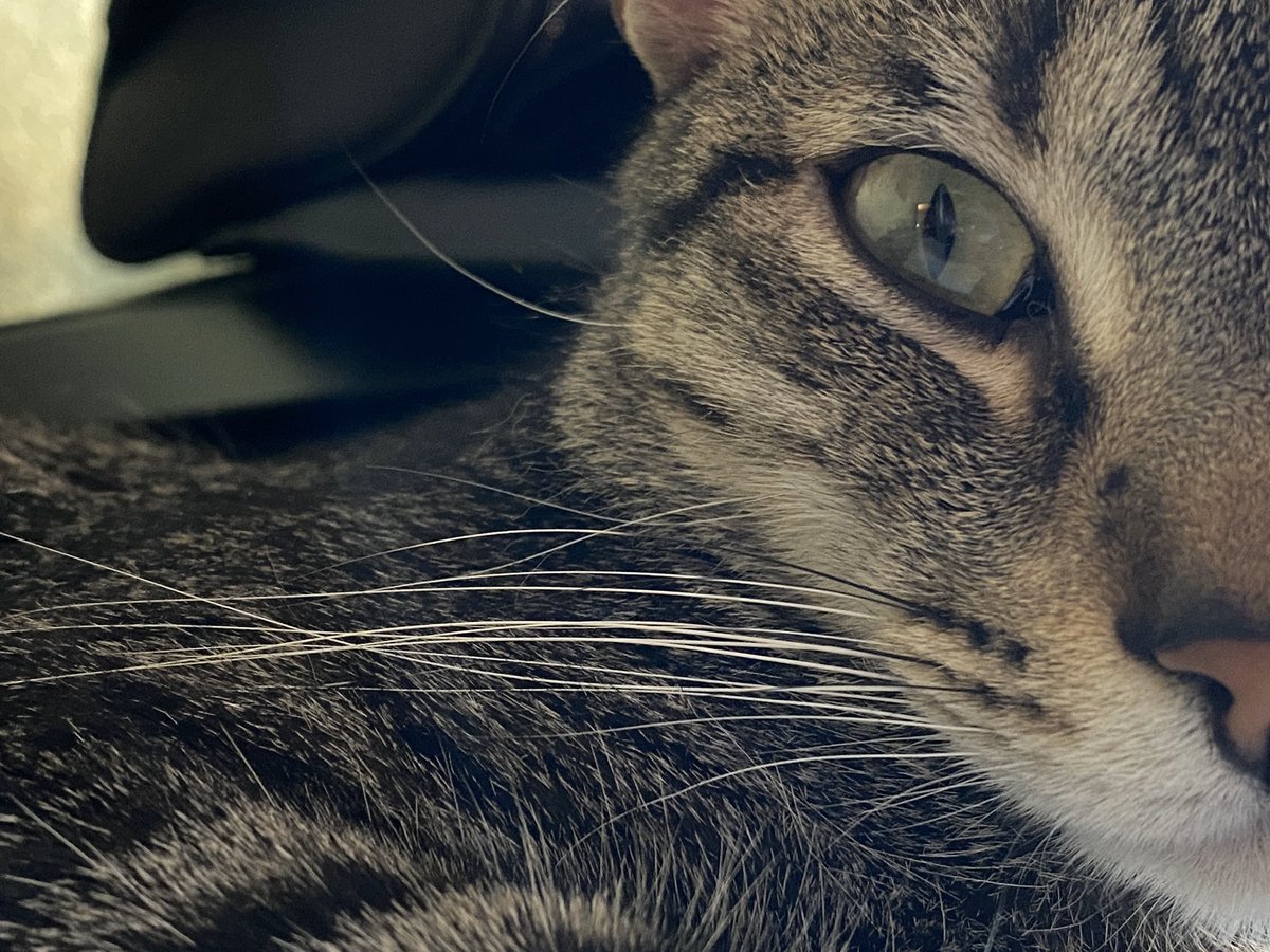 yeskacierzo's tweet photo. Yoshi y su lado salvaje 🐆 

#cats #CatsOfTwitter #catslovers #gatos #amorgatuno #yeska #lagatadelcierzo #miau #meow #catlovers https://t.co/09EoDez3qX