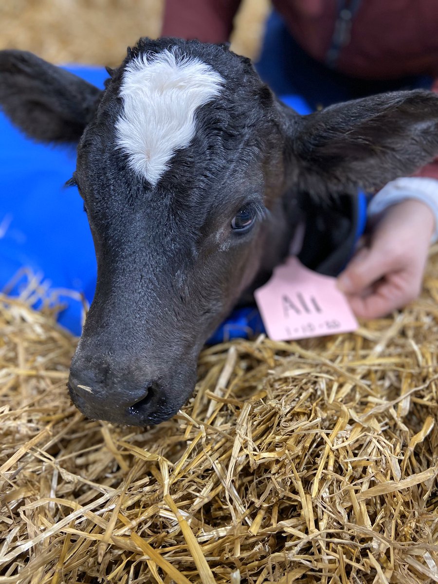 The Calving Corner tweet media