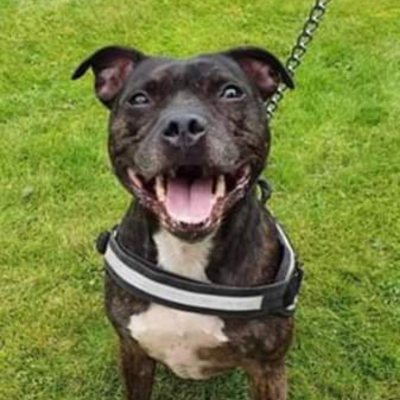 FindingFureverHomes tweet media