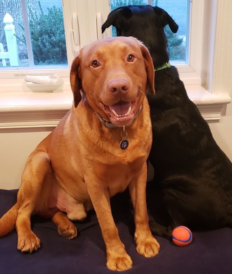 LabRescueLRCP's tweet photo. Everyone loves BRUCE! This adorable guy brings smiles wherever he goes. Bruce is 4y, app’d for kids 10+ &amp; must go to a home w/ other dog (s). Good w/ cats! Built like a little tank at 83 lbs, w/ a massive head &amp; big fat feet, Bruce is the silkiest fox ever. #snugglesfordays 🧡 https://t.co/d4sSEvLTyM
