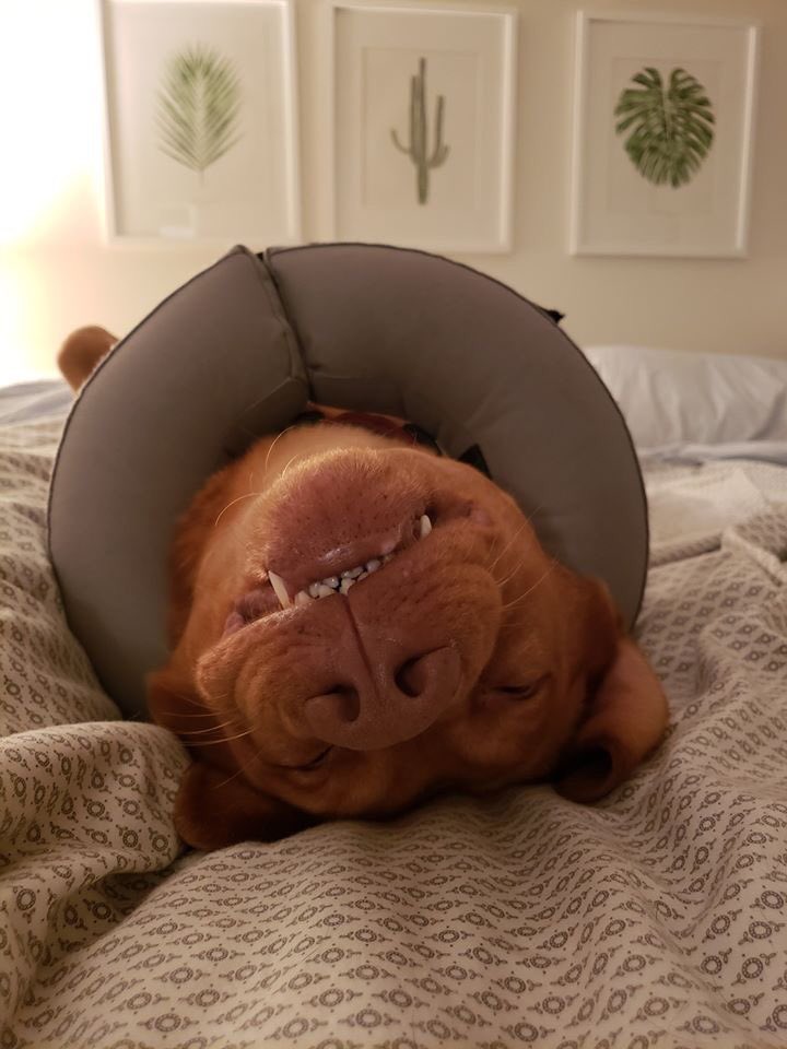 LabRescueLRCP's tweet photo. Everyone loves BRUCE! This adorable guy brings smiles wherever he goes. Bruce is 4y, app’d for kids 10+ &amp; must go to a home w/ other dog (s). Good w/ cats! Built like a little tank at 83 lbs, w/ a massive head &amp; big fat feet, Bruce is the silkiest fox ever. #snugglesfordays 🧡 https://t.co/d4sSEvLTyM