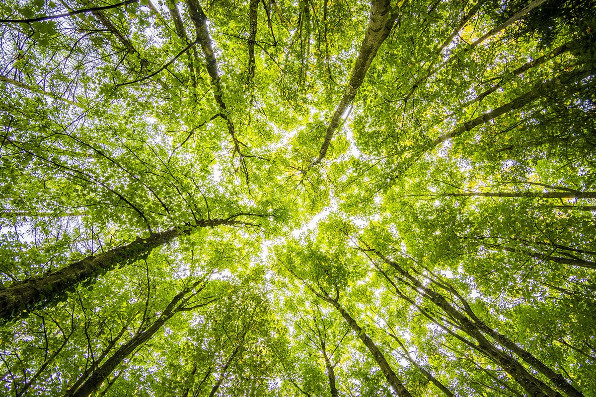 We believe in being a responsible corporation and doing what we can to reduce our footprint. We're proud to be recognized for saving more than 10,000 trees. Learn more: ow.ly/hazb50xLWy9 #print #environment #responsiblepublishing #paper