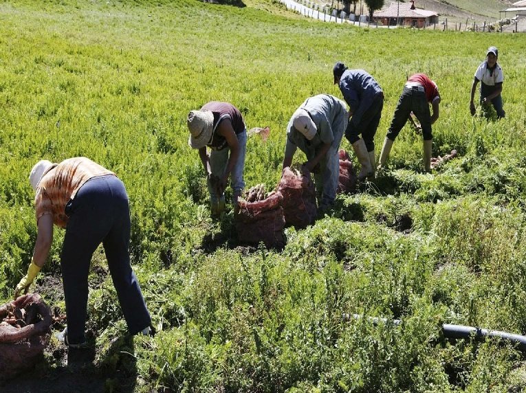 MercalOficial's tweet photo. 📰 @UNoticias Este 10 de enero arranca censo agrícola nacional https://t.co/Os2CMhJ1t9 

#PuebloPresidente https://t.co/JaP1gA6EfG