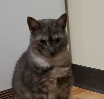 Am i a joke to you hooman? 😑