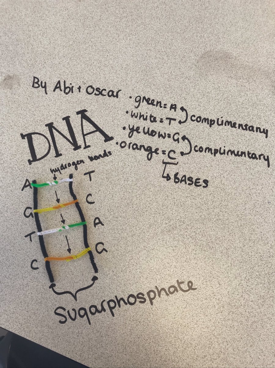 11M1 single award students create models of #DNA from a written description on the board. Great work 👍 #modelling #pipecleaners #AQAbiology @TimSmithCEO @tmcsjanzan