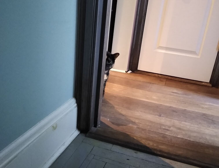 During the holidays, my catsitter sent me this photo of my very, very shy cat and it's now my favorite photo of her?