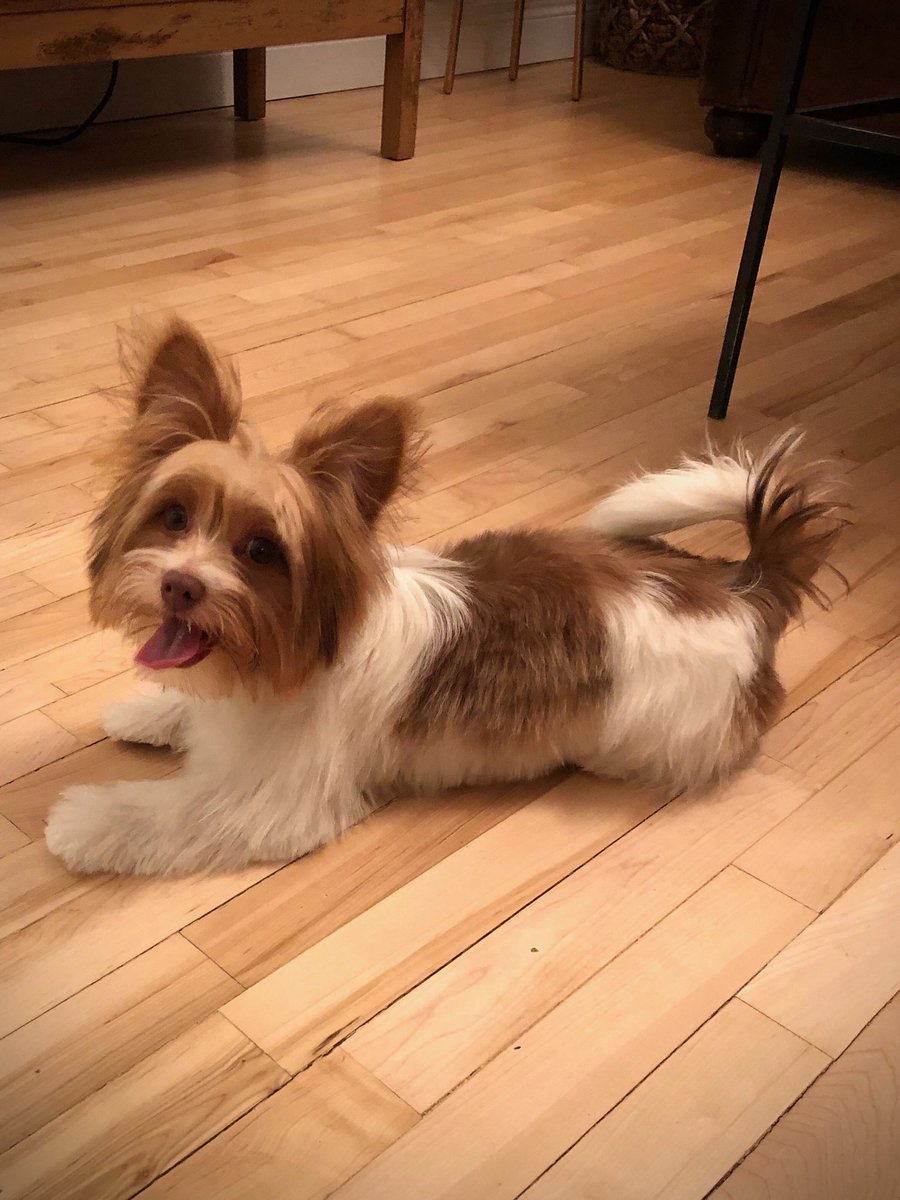 ImCaptAwesome's tweet photo. @JohnSharkman Leo. He would bite his feet until he bled out. https://t.co/udhLNysA5u