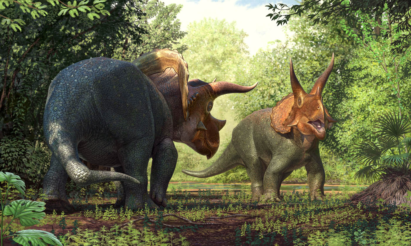 Triceratops spp. | The World of Animals