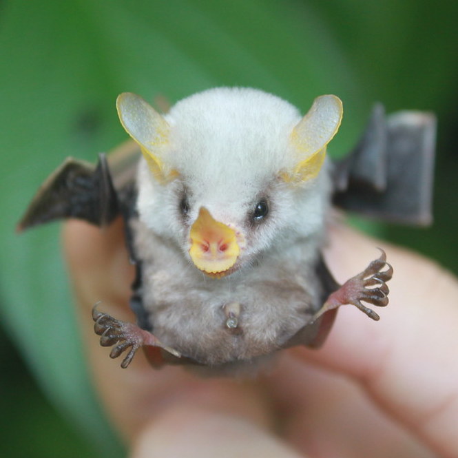 Excuse me, but why didn't any of you tell me that Honduran white bats are a thing that exists in the world? And that they sleep curled up together inside big leaves, like floofily demonic snowball ducklings of the night?