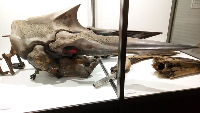 蒲田で開催している「特撮のDNA」にて巨大レギオンご本人と対面してきました。(ボディーは撮影で爆破され現存しておらず)自衛隊のミサイルで破壊された角の破断面の情報量とスケール感と説得力(シリコンを主食とするケイ素生物)に圧倒されました。ずっと見てられる。 