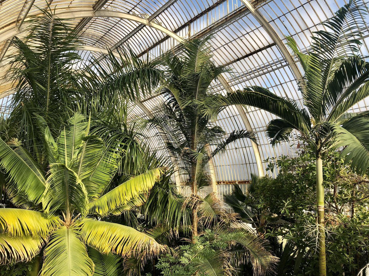 HaematiteEPS's tweet photo. A lovely day spent @kewgardens we loved looking at the tropical plants all the way from the Amazon Rainforest @AmberEPS @PrimaryElaine #DepthOfLearning #TropicalPlants https://t.co/Rv6bxf7rQ1