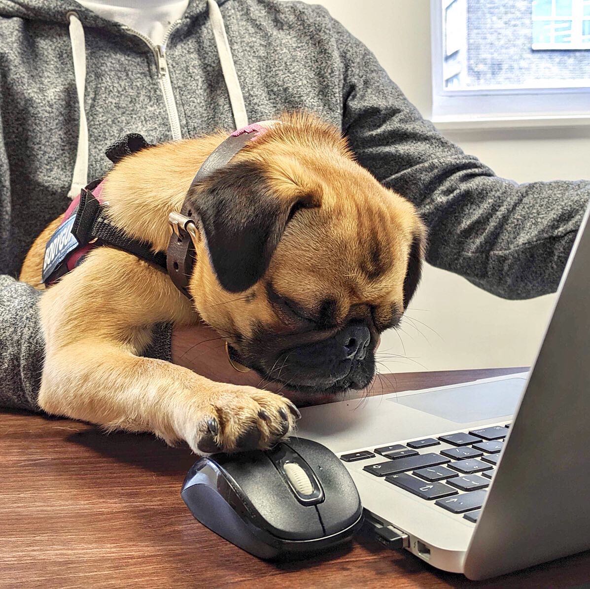 10:00am: Hector fires off best design of his career... 10:03am: Hector receives feedback from Creative Director. 🦴 🐶

#DogOfTheDay