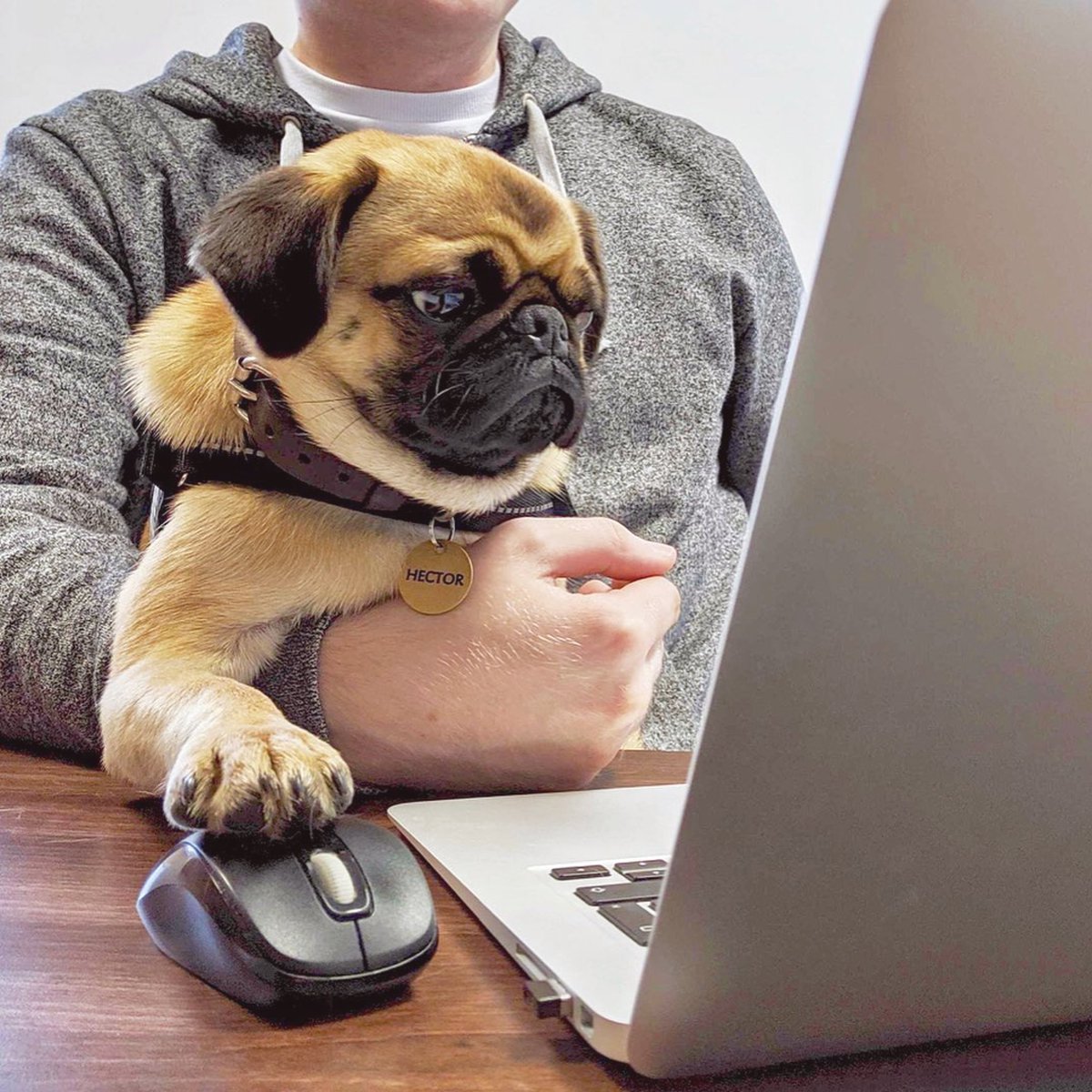 100Shapes's tweet photo. 10:00am: Hector fires off best design of his career... 10:03am: Hector receives feedback from Creative Director. 🦴 🐶

#DogOfTheDay https://t.co/jgdY0WAffn