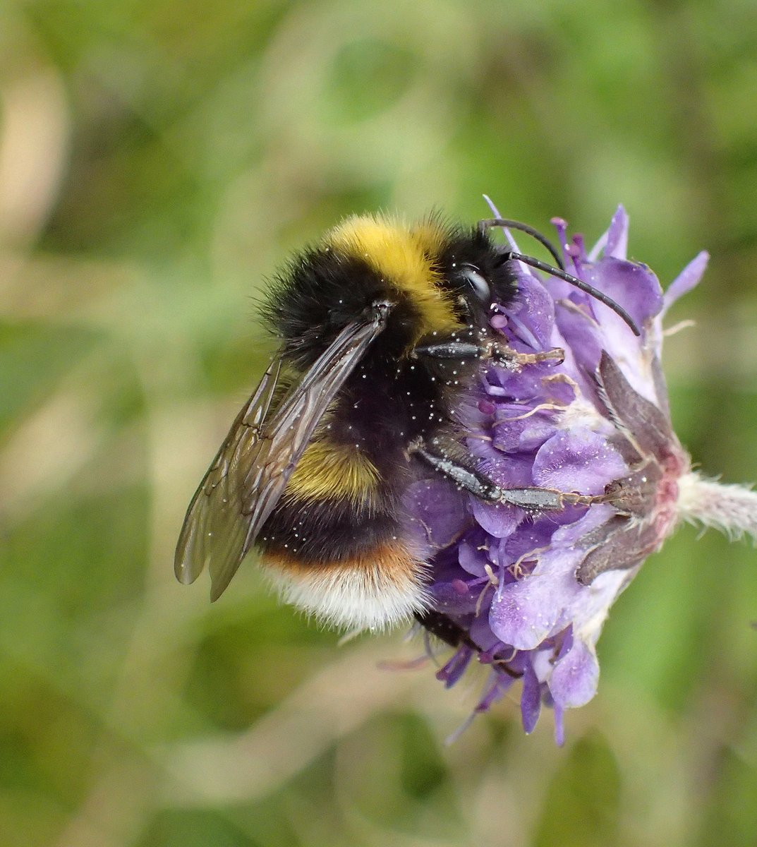 The broken-belted bumblebee is one of our best-loved #HeritageTreasures. It is 1 of 9000+ invertebrates recorded by volunteers in our #ColdBloodedandSpineless project, funded by <a href="/HeritageFundUK/">The National Lottery Heritage Fund</a>. Photo <a href="/StevenFalk1/">Steven Falk</a> taken at Bells Grooves Special Invertebrate Site <a href="/HeritageFundNOR/">The National Lottery Heritage Fund North</a>