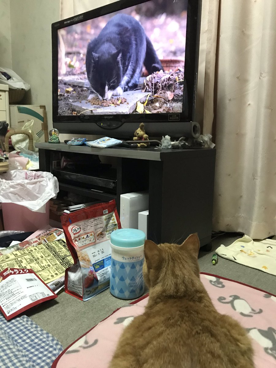 お茶漬け 岩合さんの猫歩き始まった途端ちゃんとテレビ見るお茶くん ねこ 猫 茶トラ 猫面白い