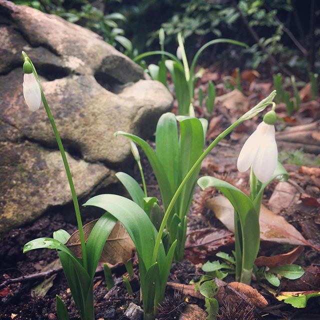 Spring is on its way in Royal Fort Garden!  Lovely site especially with some sunshine today.