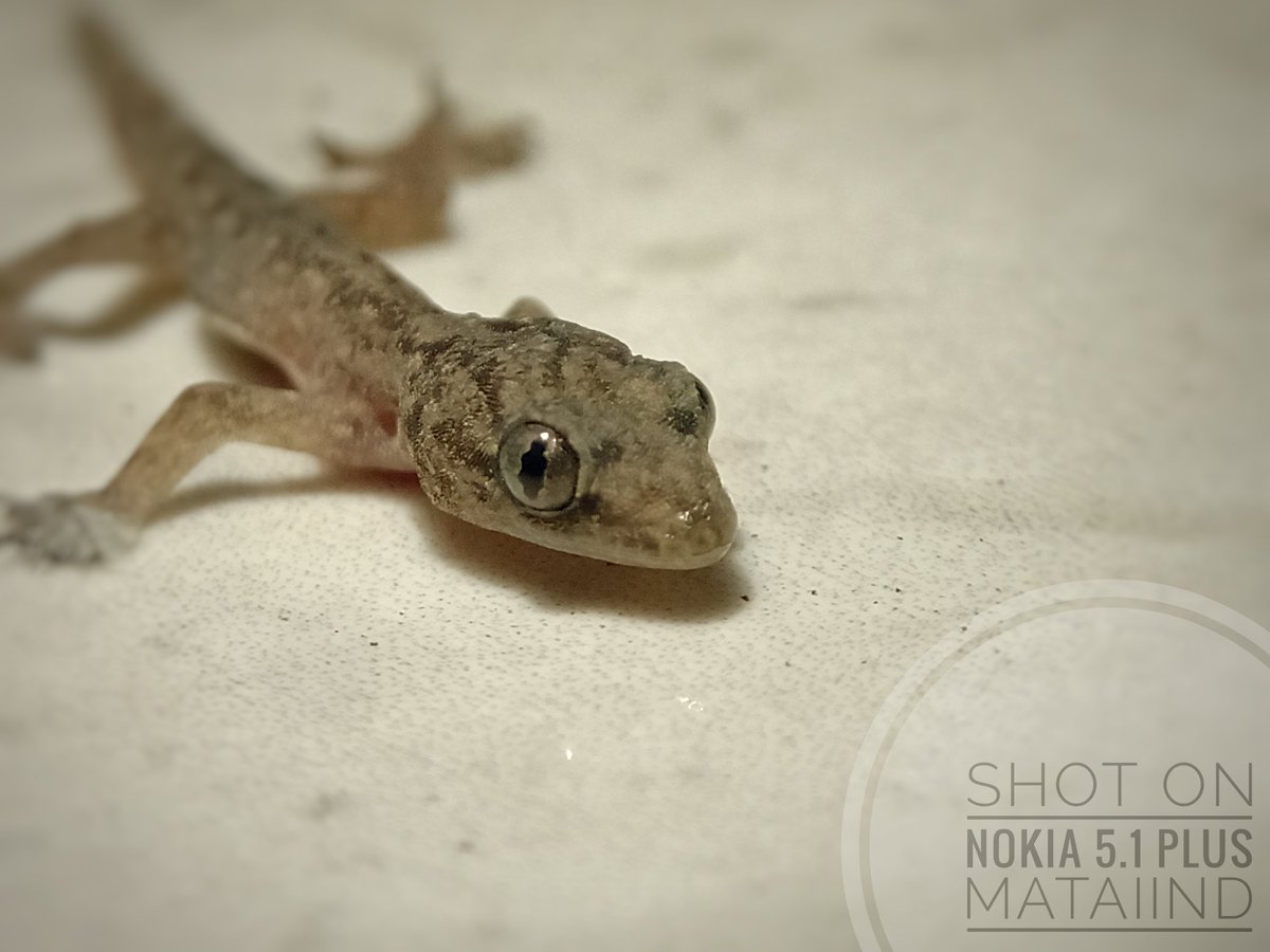 iind_kristiawan's tweet photo. Cicak-cicak di dinding.
Diam-diam merayap.
Datang si tukang tikung.
Hap..hap..doinya lenyap ... 😅
.
@NokiaMobile 
.
#shotonnokia #Nokiamobile #Nokiamobilelive #tweetreceh #Tweetid #recehantwitter https://t.co/NtCvLSOsyD