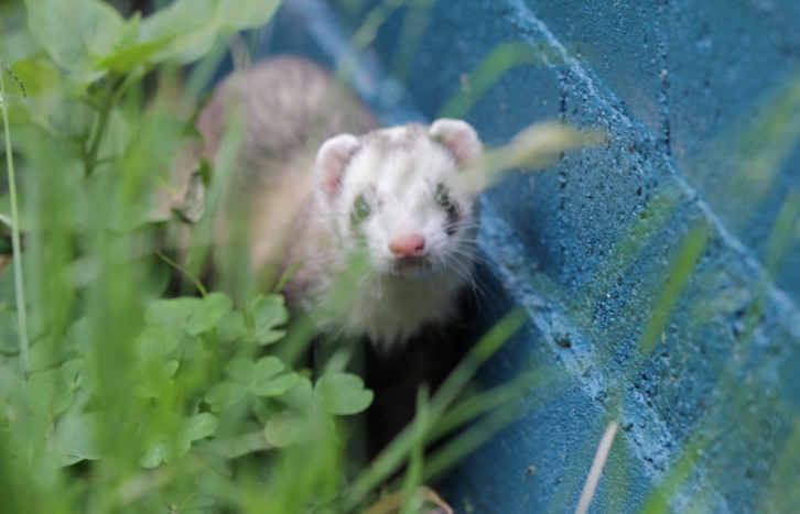 CalFerrets's tweet photo. Fun Ferret Friday
___⁠
UCFA advocates for the decriminalization of domestic ferrets in California. ⁠
—— ⁠
#CaliforniaFerrets #ferretfreedom #ferrets
⁠
⁠ https://t.co/wWqzwmi59p