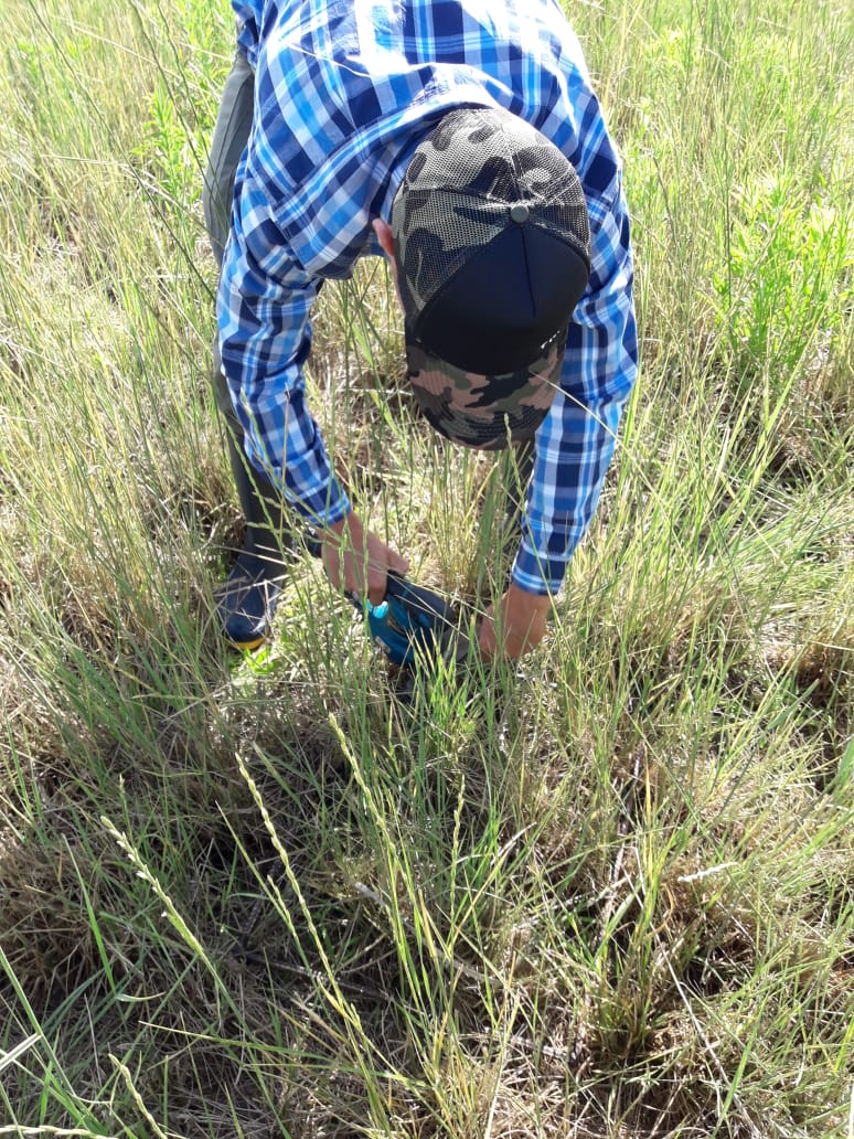 AguchoPerez1's tweet photo. Muestreo de Forrajes y medicion de IAF #Melilotus #Brachiaria #Agropiro #Lotustenuis #Grama #PanicumColoratum👑 https://t.co/ZUoJPAaalG