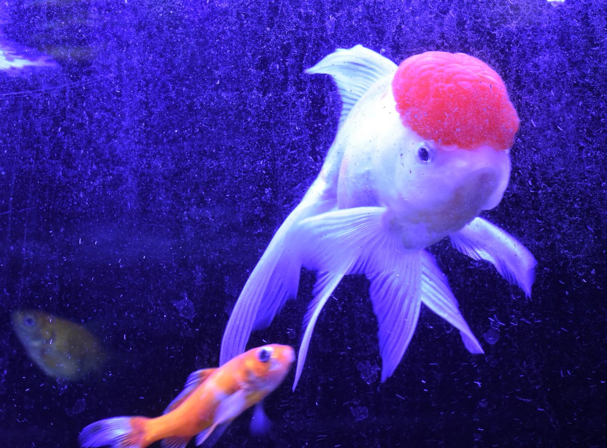 A Trr Line 3955 A Twitter 金魚の水槽の話の続き ライオンヘッド 金魚の種類 が目の前に来たところ ライオンヘッドの顔が シロイルカのプルルくんに似ているような気がする かわいい 八景島 シーパラ 金魚 ライオンヘッド
