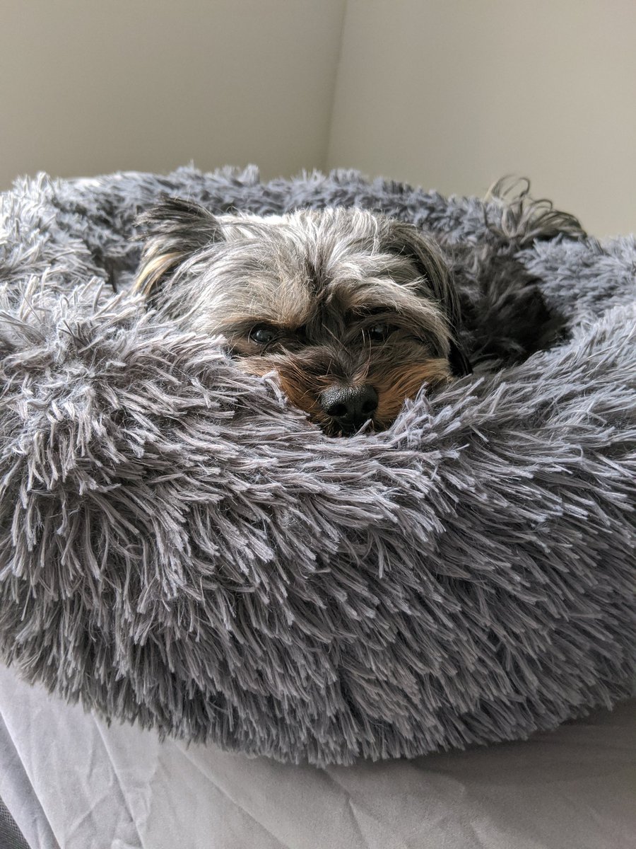 SPLMunch's tweet image. Cozy