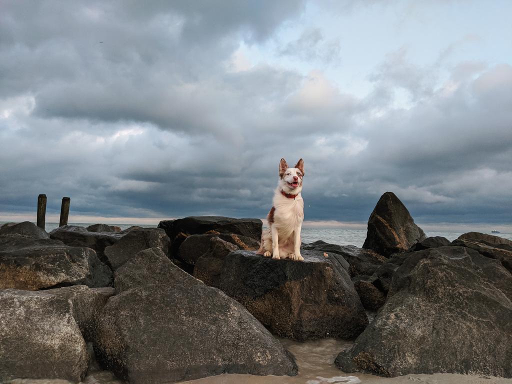 Renegadesdogs's tweet photo. It's been awhile!!! We've been busy on our Instagram though! Follow us there, https://t.co/nhoiNowD6v
We love the beach, and we have been trying to do more photos there! What do you think?
#bordercollie #dogtraining #sciencebasedtraining #beach https://t.co/nKVGjcboMz