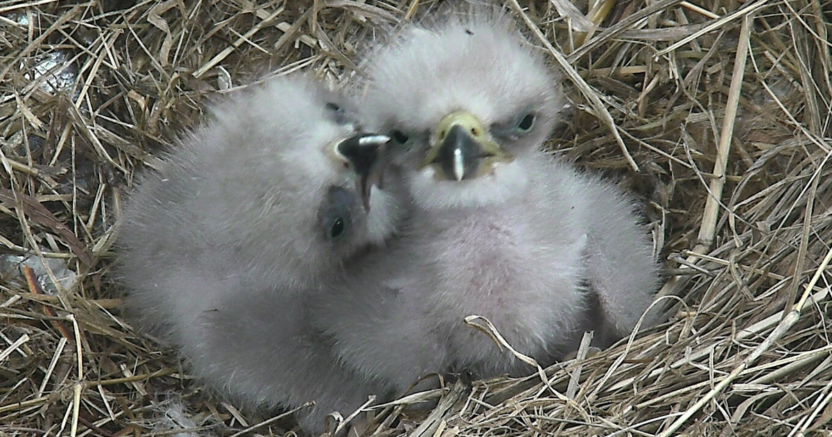 eagleinetwork's tweet image. eagle-i wishes everyone a Happy New Year and excellent science!