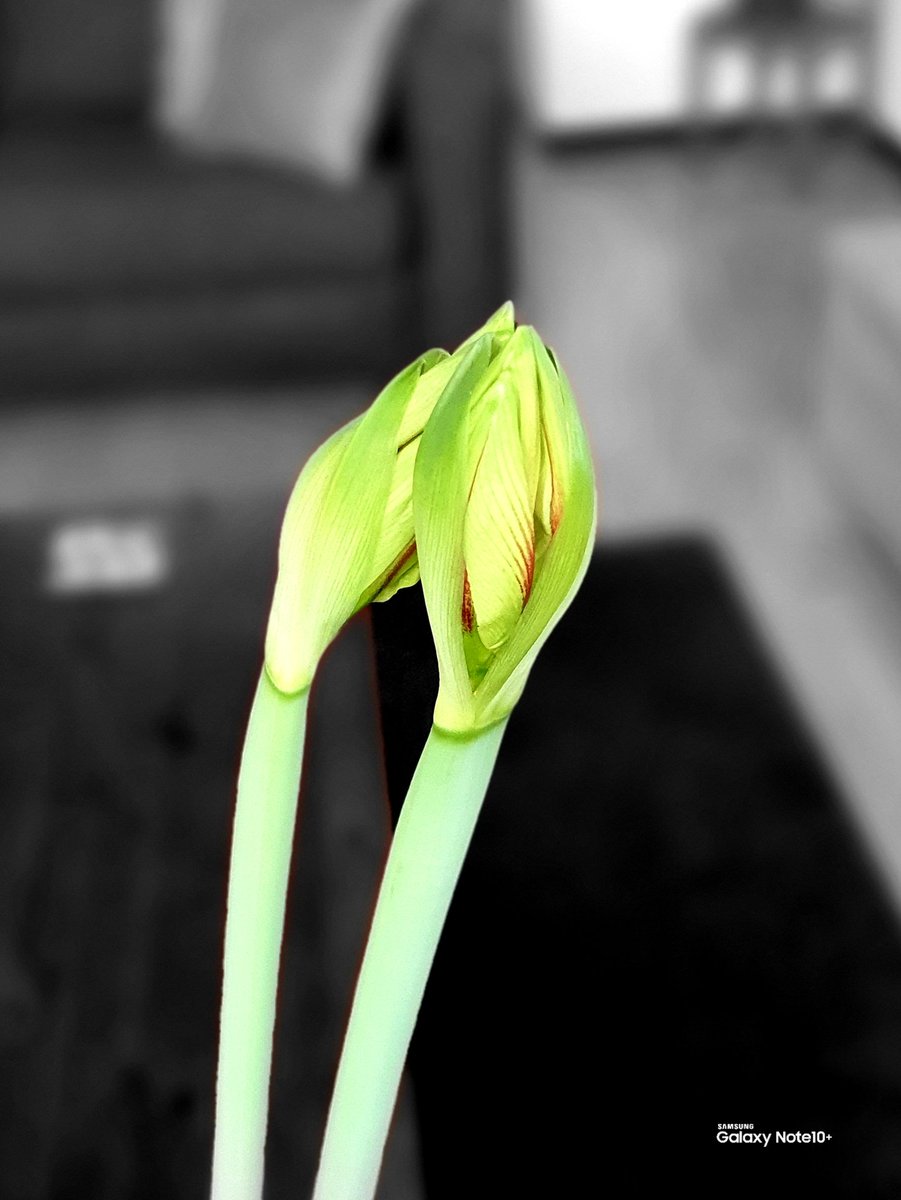 henklbr's tweet photo. Both buds of my #Amaryllis 🏵️ finally get a different color than green! 😍
Picture #Samsung #GalaxyNote10Plus 📱 BSLE
#LiveFocus #ColourPoint #withGalaxy #GalaxyFriends #SamsungMembers https://t.co/bVMF1cJ2Bo