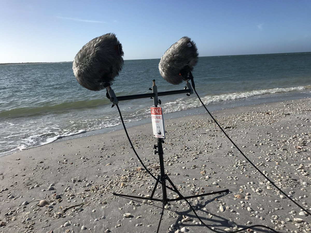 watsonwu's tweet photo. Back to the beach because Florida winter is over. Wearing shorts again, LOL!!
.
#watsonwu #watsonwustudios #soundeffects #fieldrecording #msstereo #sounddesign #beachsounds #midsidestereo #microphone #microphones #rycotecyclone #manfrotto5001b #traveler @SanDisk https://t.co/pqWv8EDaWH
