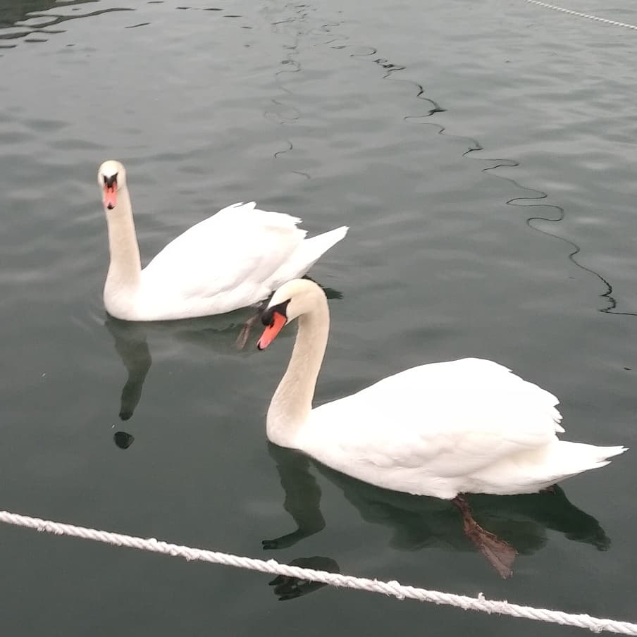 UniqueCaptured's tweet photo. #swans #swansong #SailboatLife #SailboatLiving #WinterLiveAboard https://t.co/MjXwqf4kIu
