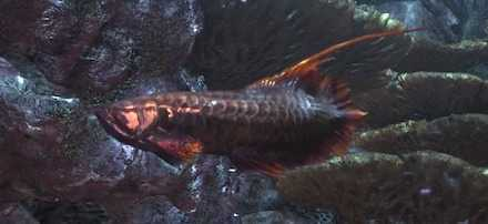 9. Burst Arowana and Bomb Arowana Order: Piscine Wyvern Suborder