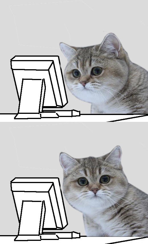 Cat staring at screen then fourth wall you meme