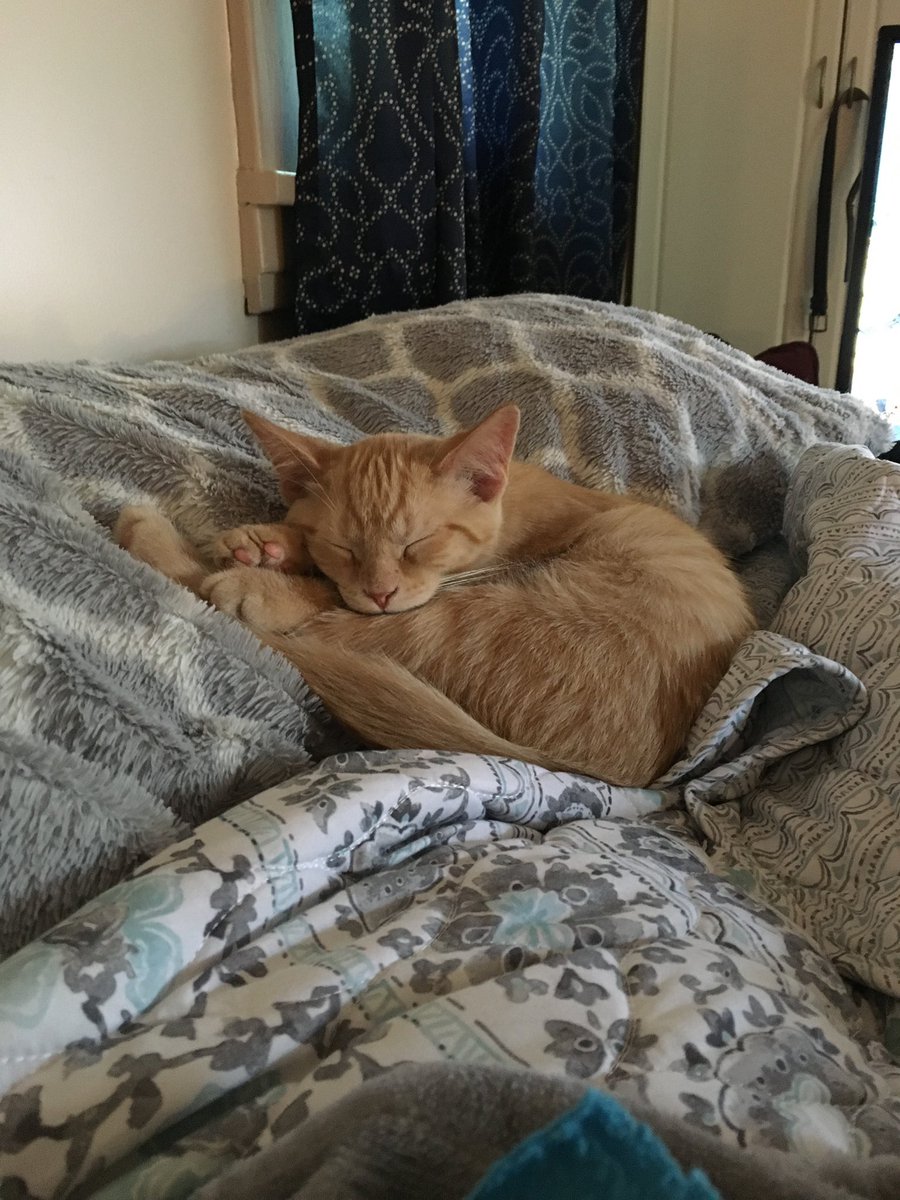 Marvel91192125's tweet photo. Good morning everyone!! 😸💕🐾 I plan on sleeping all day long 💤💤💤 #CatsOfTwitter #gingerkitten #sleepkitty #cuddles https://t.co/2L0DbwMpTK