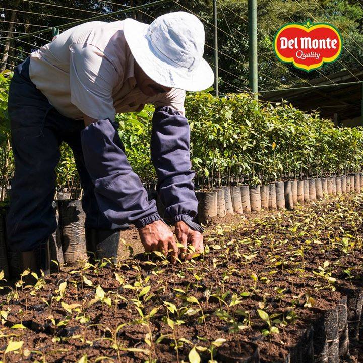 CHEPna's tweet image. 7.1M lbs of waste diverted
5.4M lbs of carbon emissions removed
12.7M CHEP pallets used and re-used
1 happier planet

Learn how @DelMonteFresh is taking #sustainability to new heights at: ow.ly/57I750xRD9g or visit us at booth 504 at #GOPEX 2020 tomorrow.