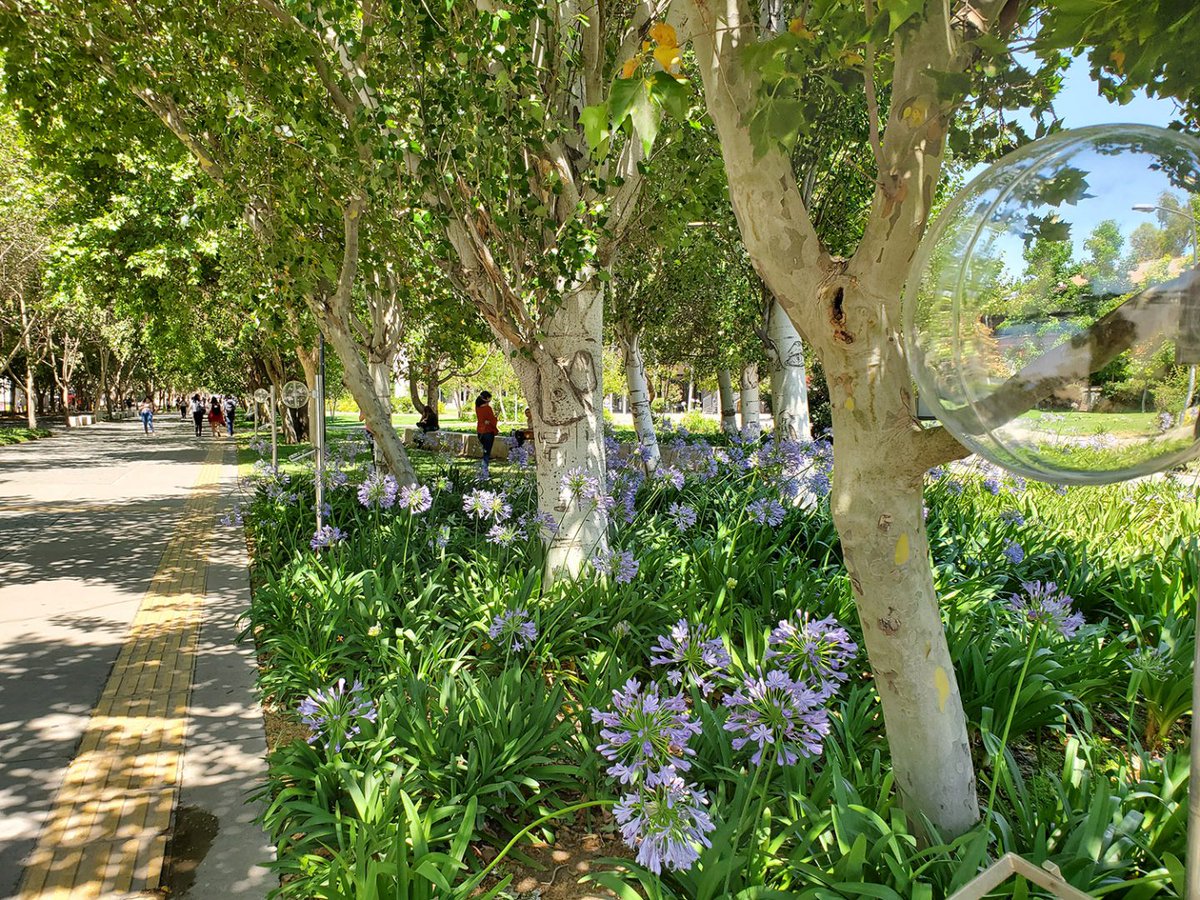 Un recorrido por el sistema solar, un colorido viaje hacia el lejano oriente o un sinfín de espectáculos artísticos. ¡Hay mucho para elegir este #Verano2020! 🌞 Revisa la selección de #PanoramasCulturales en #Santiago que <a href="/vivaleer/">Viva Leer | Copec</a>  ha preparado. 
vivaleercopec.cl/noticias/panor…
RT