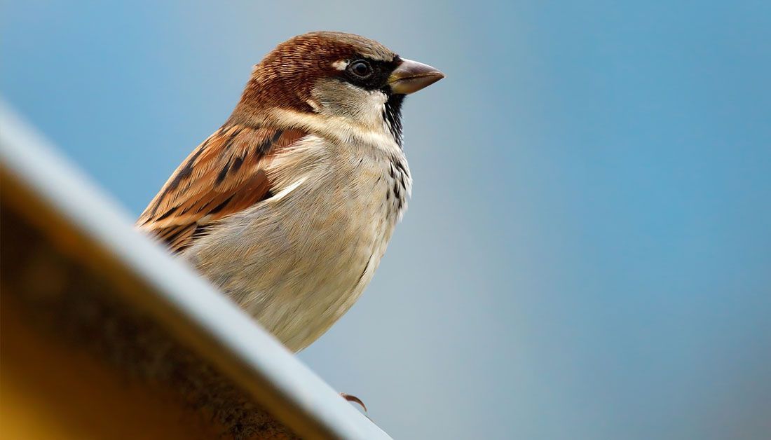 PaulJerem's tweet photo. In only 14 years, house sparrows living in the noisy habitat of a @walesbotanic glasshouse have developed song frequency changes similar to differences between urban and rural populations in other species.

https://t.co/fcV8HGCjie

#ornithology #noisepollution #signalevolution https://t.co/zKSwRYPlTe