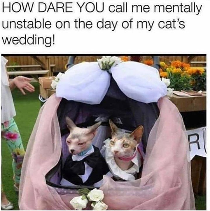 How dare we! 😂⁠

#cats #catmemes #sillyposts #catlover #funnyshit #nochill #funnymemes #dead #toofunny #funnypics #savage #hilarious #dailymemes #memes #thiscantbelife #meme #cats #funny #funnycats #lolcats #hilarious #laughing #lol #CatsofInstagram #hilariouscats #catmemes