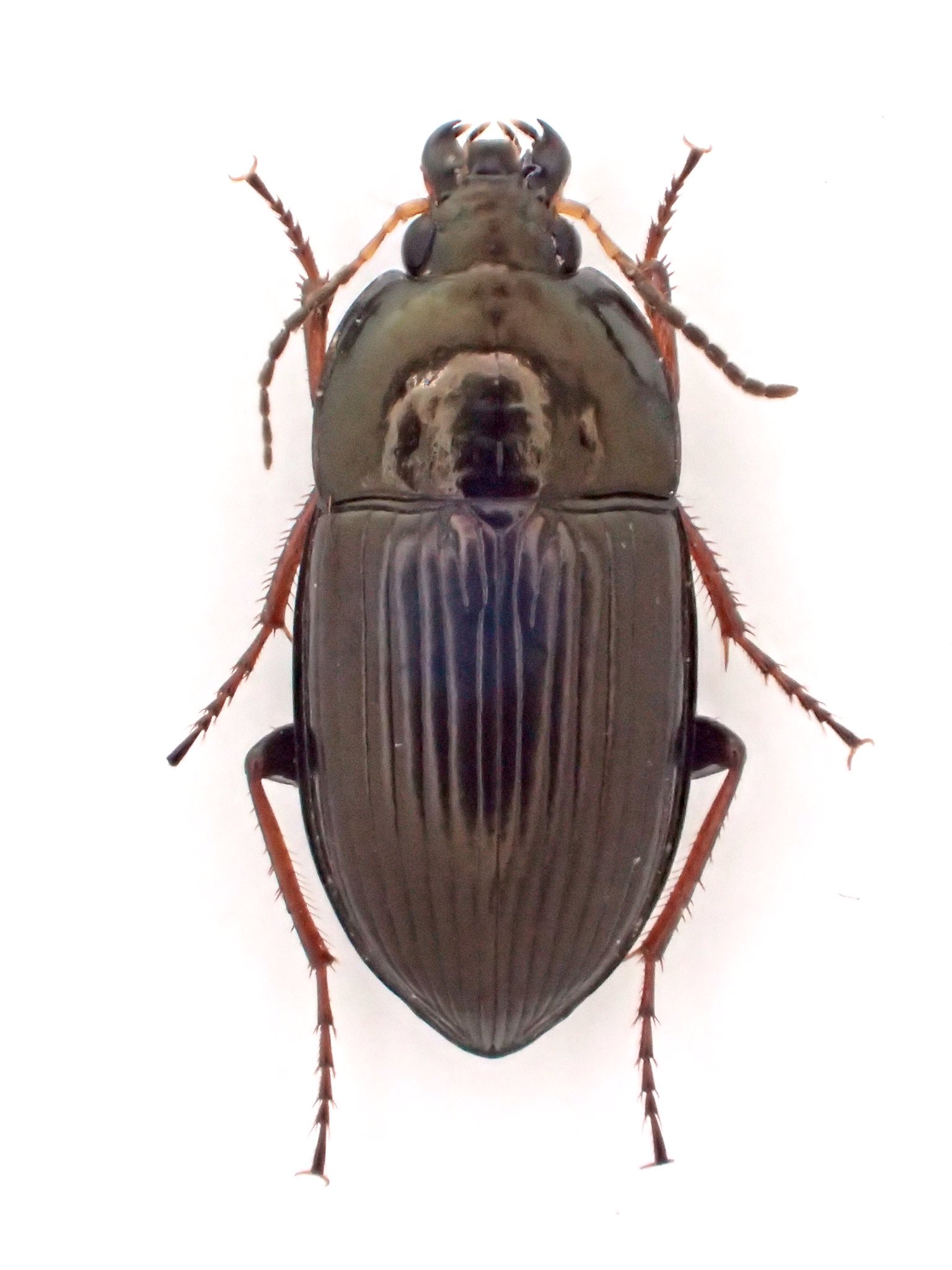 ウンナンマルガタゴミムシ/Amara (Amara) silvestrii Baliani, 1937