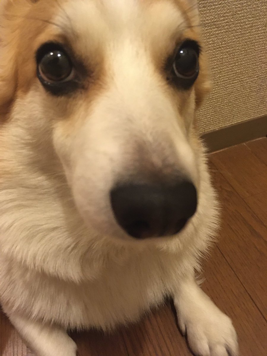 犬もビックリ 犬もビックリ