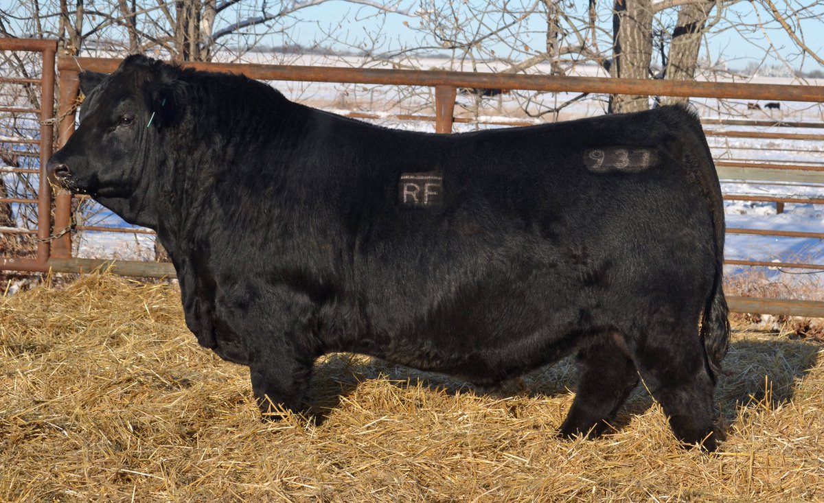 Rancier Farms (@rancierfarms) on Twitter photo Getting our catalogue ready for our February 22 bull sale in Camrose. Let us know if you would like to be added to our mailing list. <a href="/CdnSimmental/">Canadian Simmental</a> <a href="/Bohrson/">Bohrson Marketing</a> <a href="/bullseye_feeds/">Bullseye Feeds</a> Getting our catalogue ready for our February 22 bull sale in Camrose. Let us know if you would like to be added to our mailing list. <a href="/CdnSimmental/">Canadian Simmental</a> <a href="/Bohrson/">Bohrson Marketing</a> <a href="/bullseye_feeds/">Bullseye Feeds</a>
