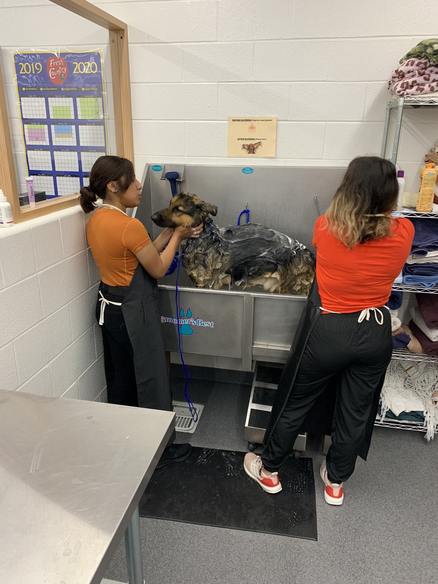 AliefVetScience's tweet photo. Lots of new patients @AliefVetScience today!  We even got a few returning graduates from the program to come back and give words of encouragement to our students today! @Alphonzo211 @Alief_Career @AliefISD @AliefCTE https://t.co/MkmiZg2Bat