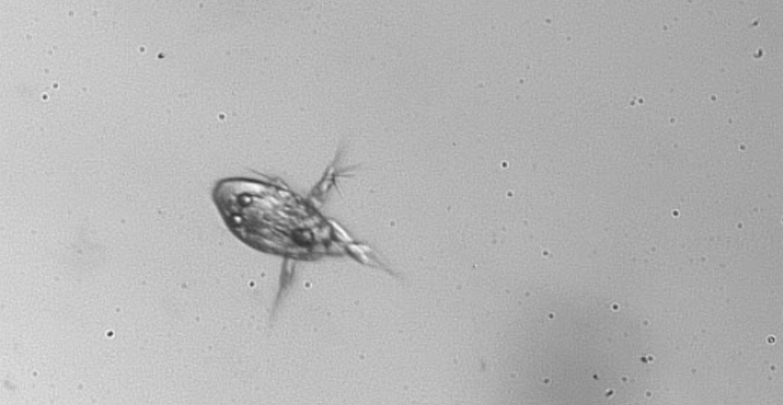 Meet the copepod. These tiny crustaceans swim in our oceans, eating algae and getting eaten by fish. Now, copepods are also eating #microplastics — which makes Emily Shore '19 G'20 worried. Her #UVMResearch: on.uvm.edu/1x3650xRaC2