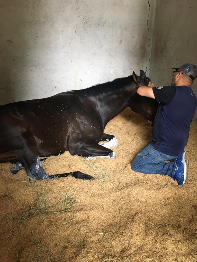 fernando_737's tweet photo. #Hipismo Interrumpiendo la siesta de RAFFSTAR el pupilo de el #StudQuarterback @StudQuarterback @HLosCaracaros #LaRinconada @ademarrodriguez @Estivenjbc Dios lo mantenga a sano como al resto de la flota. https://t.co/wsmguhKifM